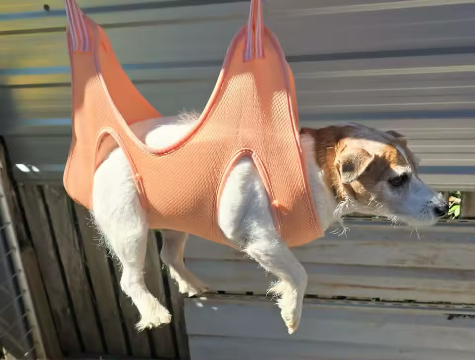 Customer photo of the SlingCalm Pro grooming hammock in use